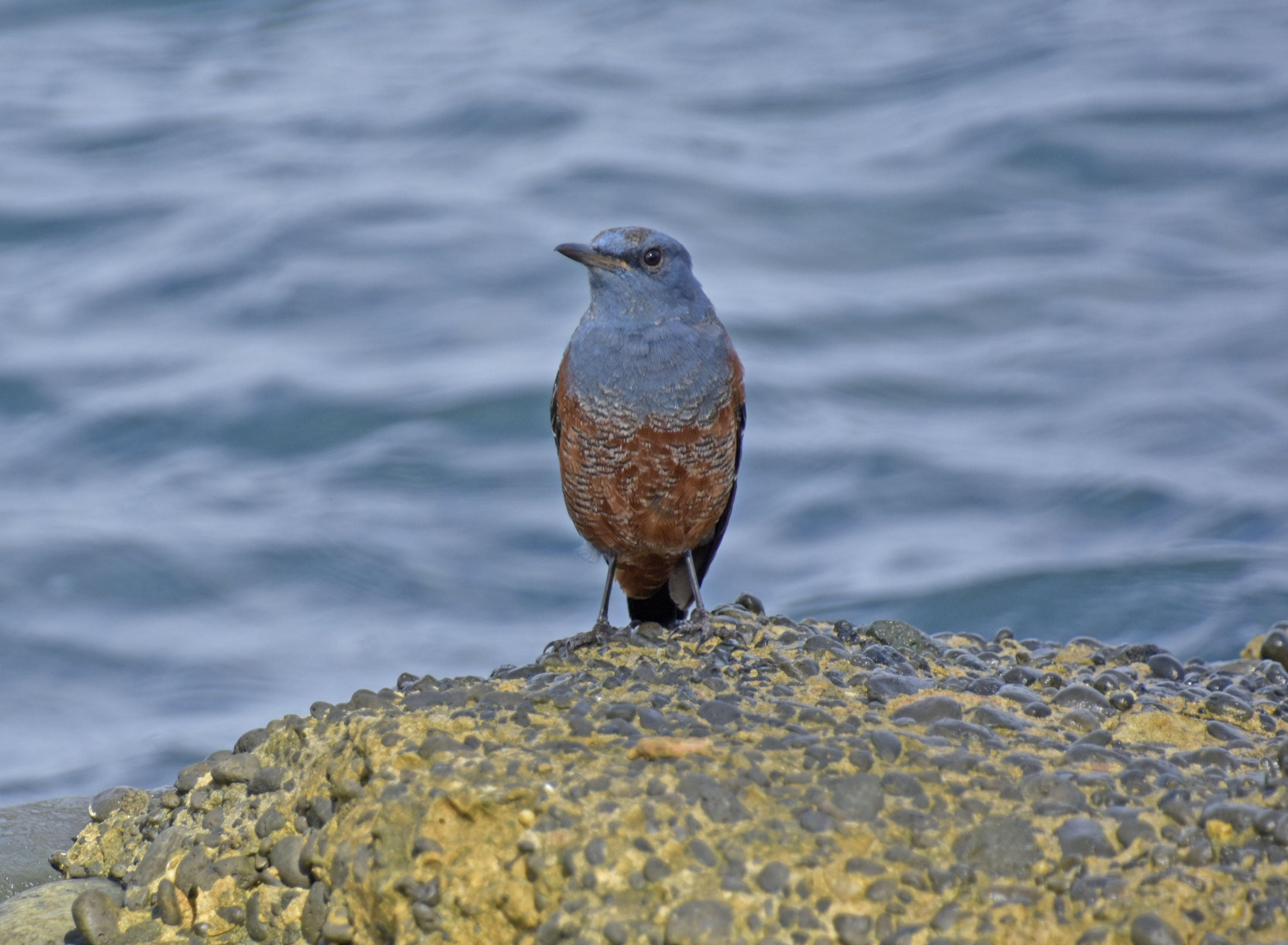 イソヒヨドリ②